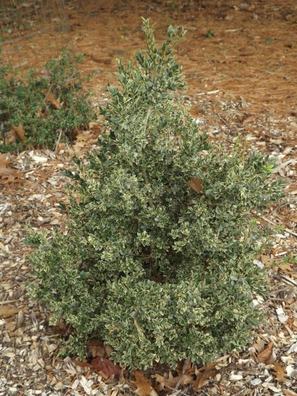 Buxus sempervirens 'Marginata' - goldedge common boxwood