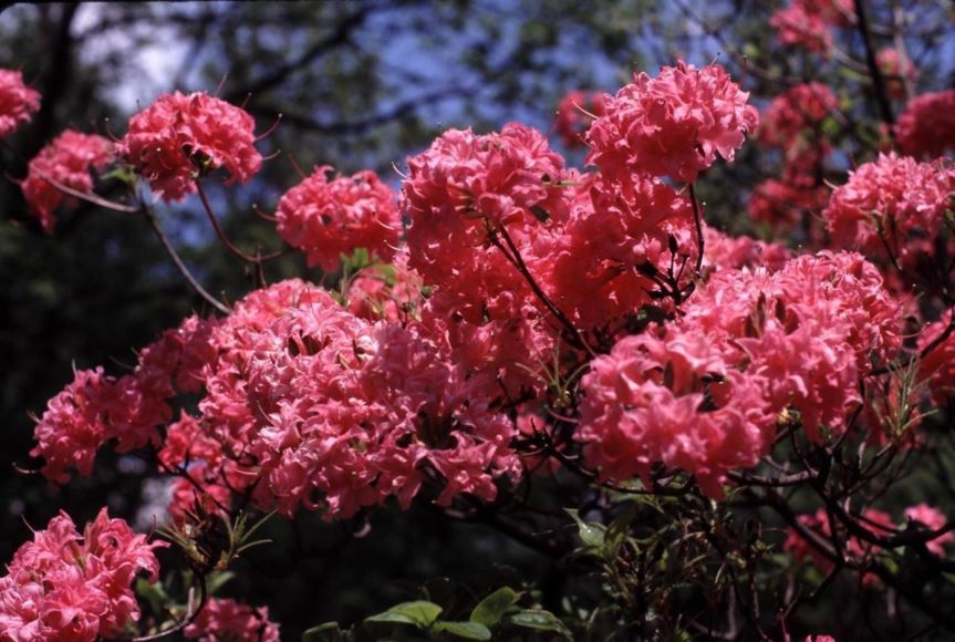 Rhododendron 'Homebush' - Homebush azalea