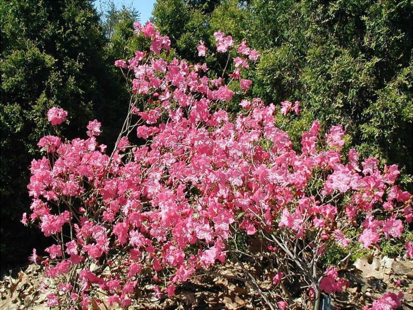 Rhododendron 'Milestone' - Milestone rhododendron