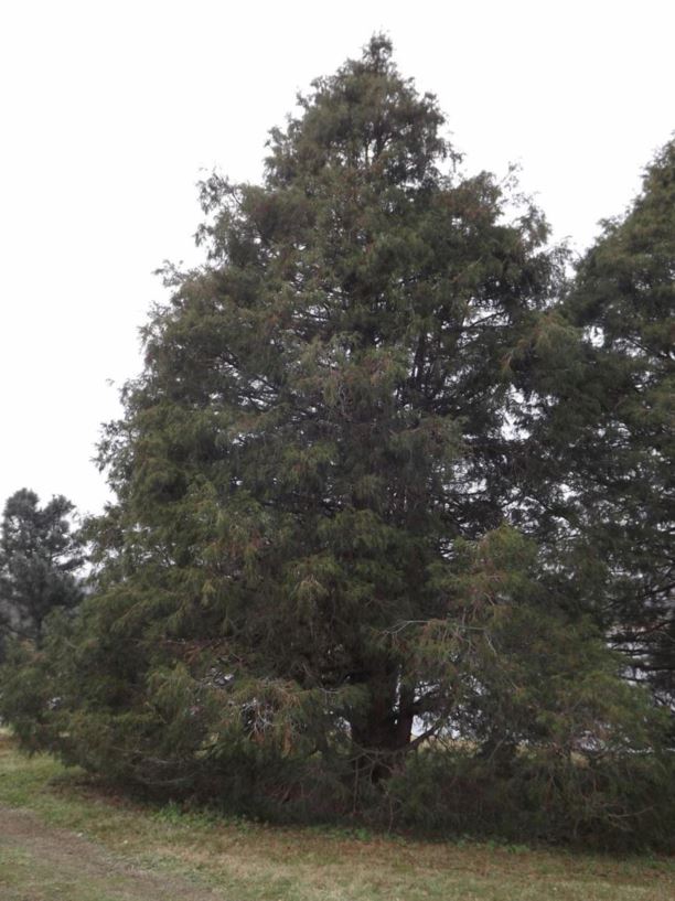 Chamaecyparis pisifera 'Filifera' - threadleaf sawara false cypress