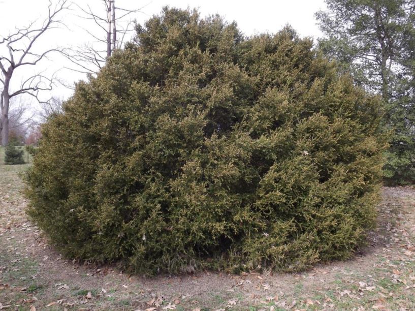 Buxus sinica var. insularis 'Wintergreen' - Wintergreen Korean boxwood