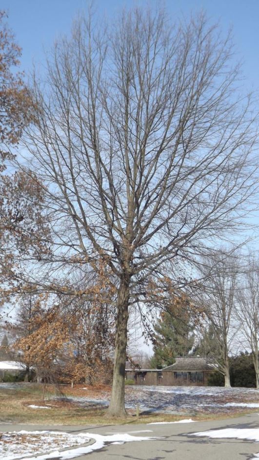 Quercus palustris - pin oak