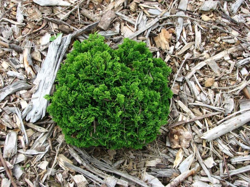 Chamaecyparis obtusa 'Green Cushion' - Green Cushion hinoki false cypress