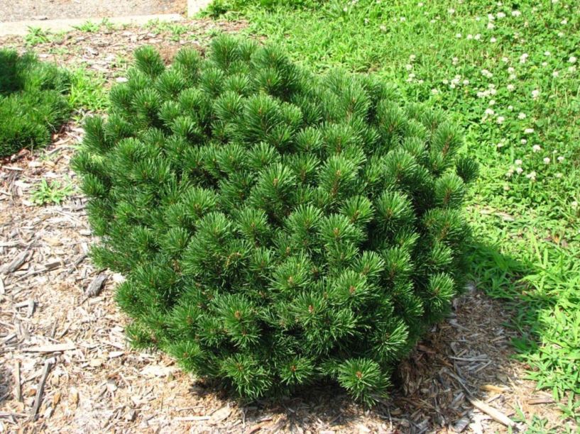 Pinus mugo 'Porcupine Pinch' - Porcupine Pinch mugo pine, Porcupine Pinch Swiss mountain pine