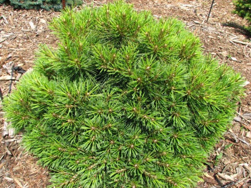 Pinus strobus (Yaeger witches'-broom selection) - white pine [Yaeger witches'-broom selection]