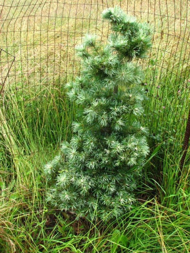 Pinus parviflora 'Hani' - Hani Japanese white pine