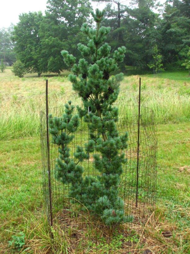 Pinus parviflora 'Un-ryu' - Un-ryu Japanese white pine