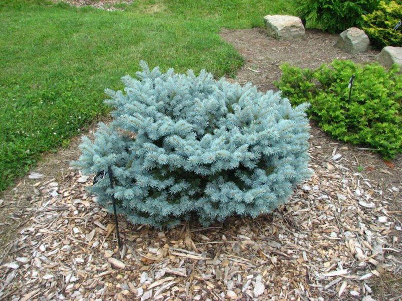 Picea pungens 'Tiffin' - Tiffin Colorado blue spruce