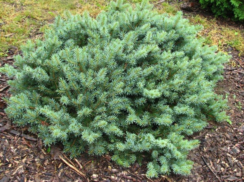 Picea pungens 'Benno' - Benno Colorado blue spruce