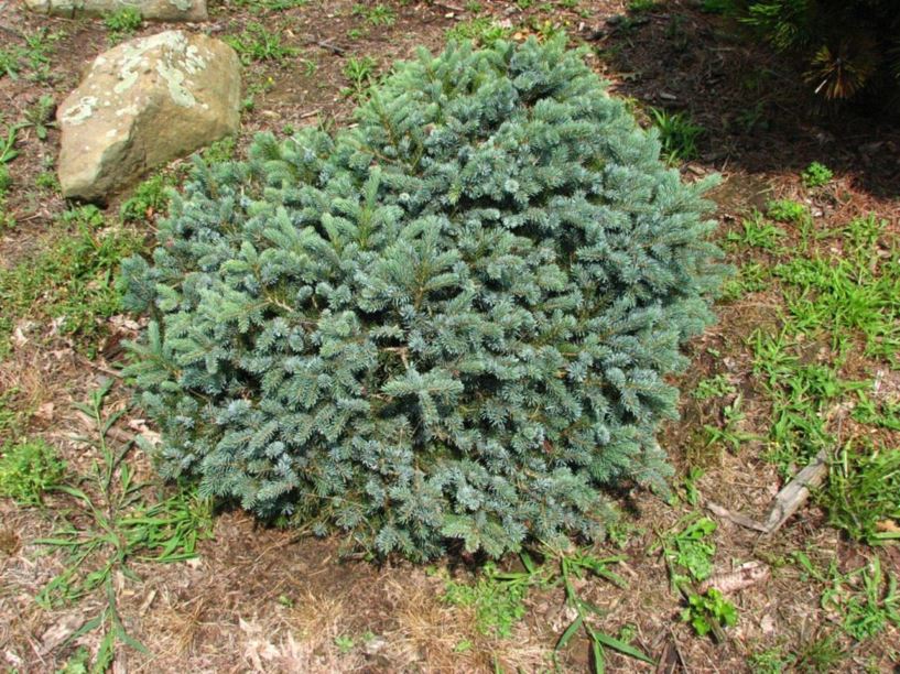 Picea alcoquiana 'Prostrata' - prostrate Alcock spruce