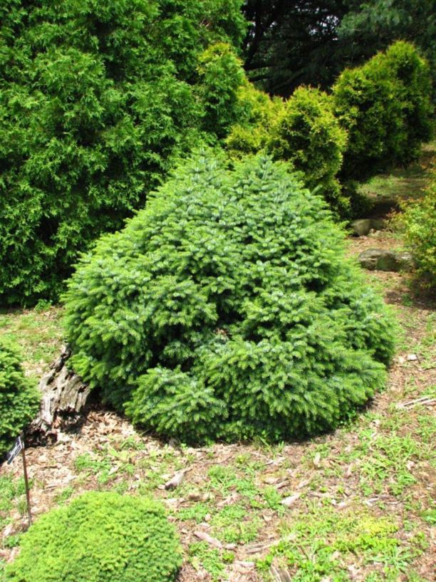 Picea omorika 'Frohnleiten' - Frohnleiten Serbian spruce
