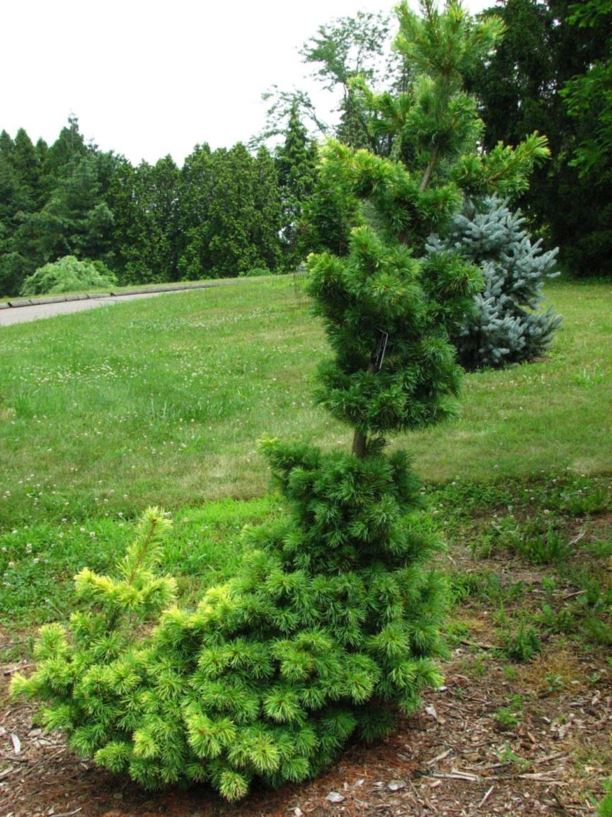 Pinus parviflora 'Dr. Landis' - Dr. Landis Japanese white pine