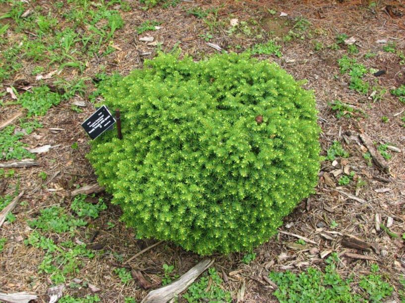 Picea glauca 'Humpty Dumpty' - Humpty Dumpty white spruce