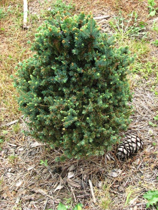 Picea glauca 'Julian Pott's Monstrosa' - Julian Pott's Monstrosa white spruce