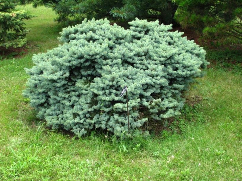 Picea pungens 'Hillside' - Hillside Colorado blue spruce