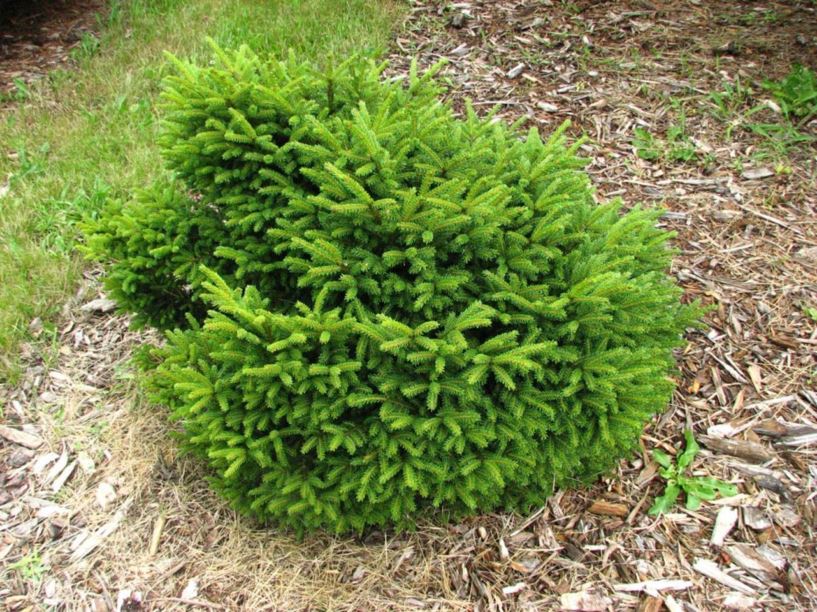 Picea orientalis 'Bergman's Gem' - Bergman's Gem oriental spruce