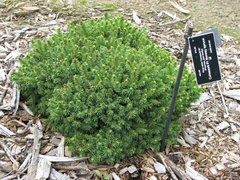 Picea abies 'Cohassett' - Cohassatt Norway spruce