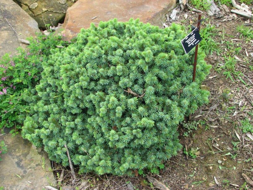 Picea pungens 'Mrs. Cesarini' - Mrs. Cesarini Colorado blue spruce