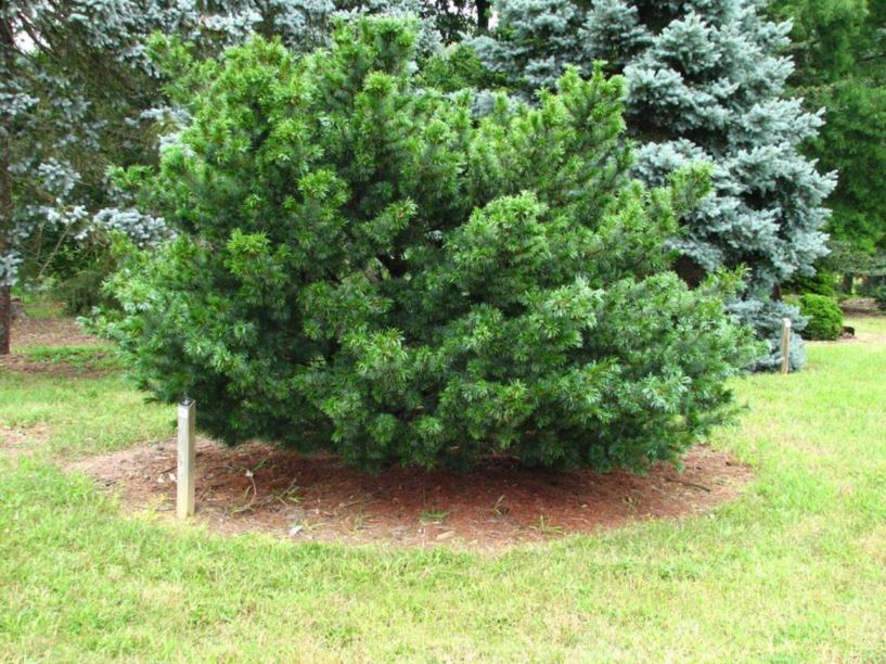 Pinus parviflora 'Bergman' - Bergman Japanese white pine