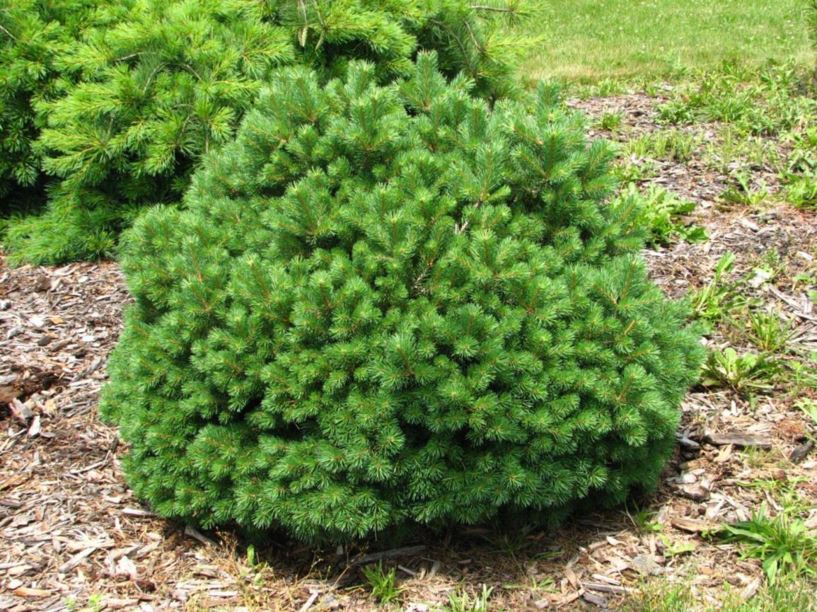Pinus sylvestris 'Sandringham' - Sandringham Scots pine