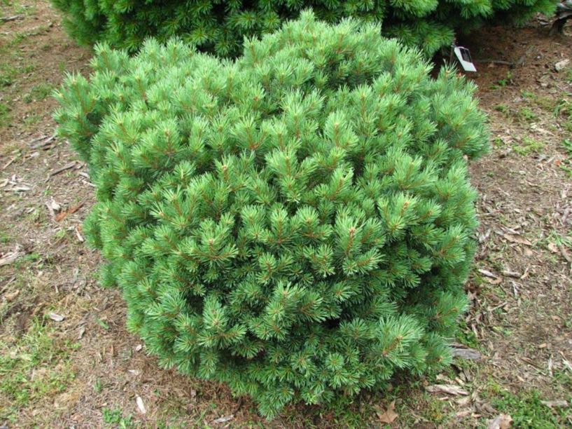 Pinus sylvestris 'Beacon Hill' - Beacon Hill Scots pine