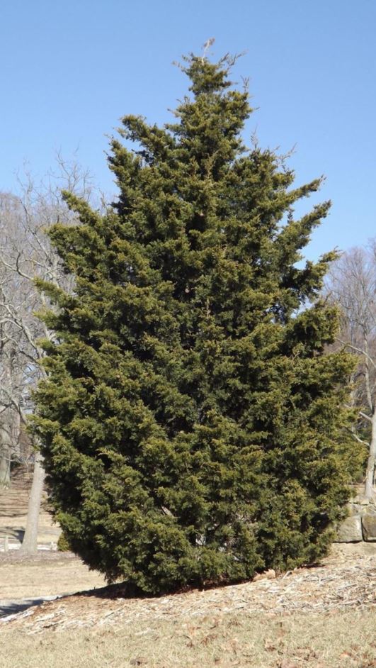 Juniperus virginiana 'Corcorcor' Emerald Sentinel™ - Emerald Sentinel™ eastern redcedar