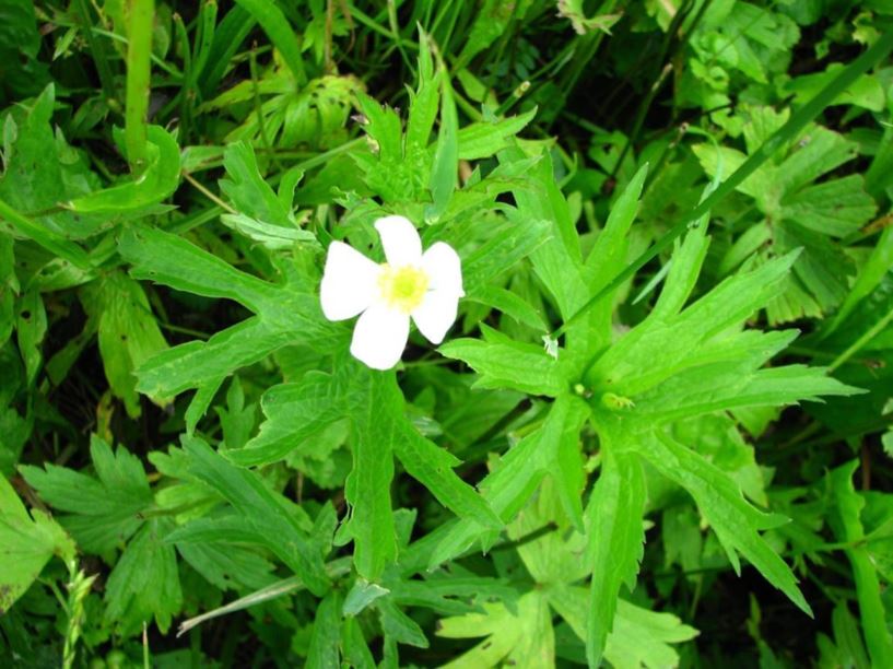 Anemone canadensis - Canadian anemone