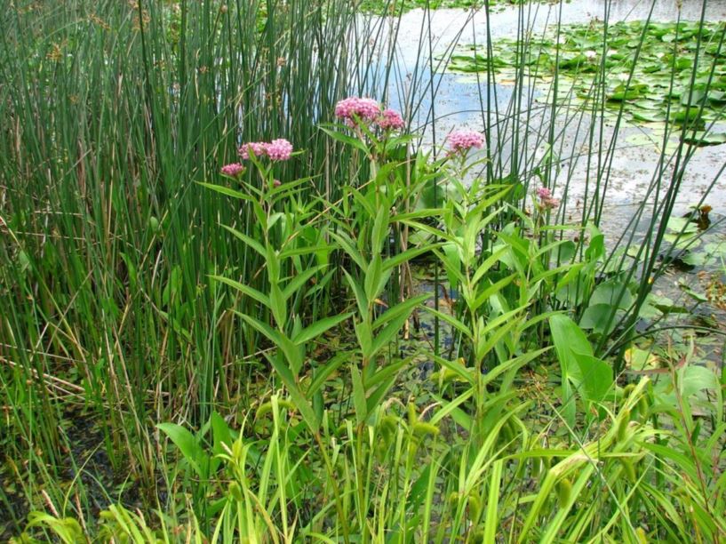 Asclepias incarnata - swamp milkweed
