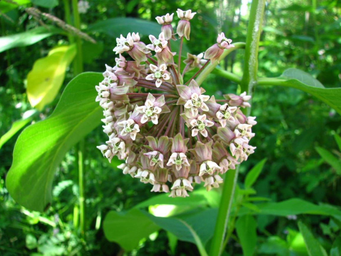 Asclepias syriaca - common milkweed