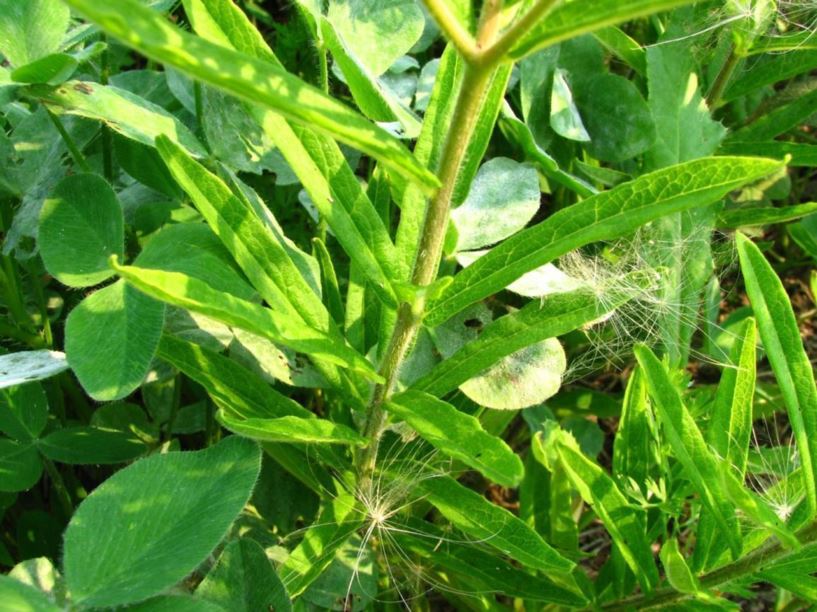 Asclepias tuberosa - butterfly-weed, orange milkweed, butterfly milkweed