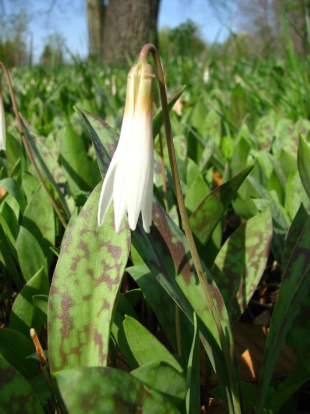 Erythronium albidum - white trout-lily, dogtooth-violet