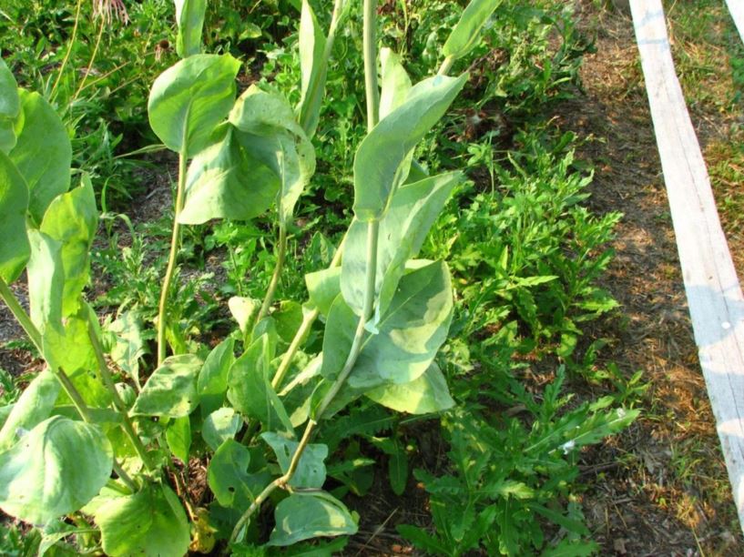 Rudbeckia maxima - great coneflower, giant coneflower