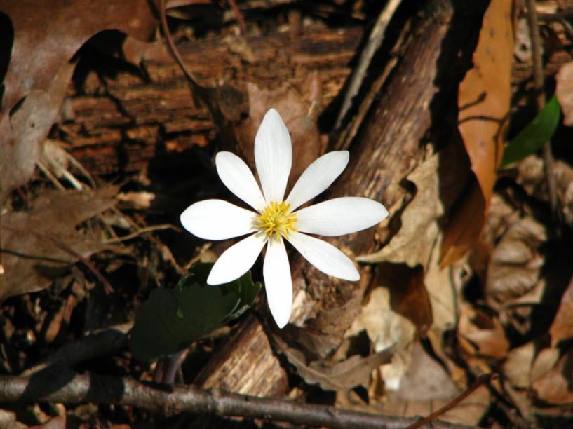 Sanguinaria canadensis - bloodroot, red puccoon