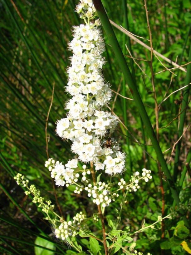 Spiraea alba - narrow-leaf meadowsweet, white meadowsweet