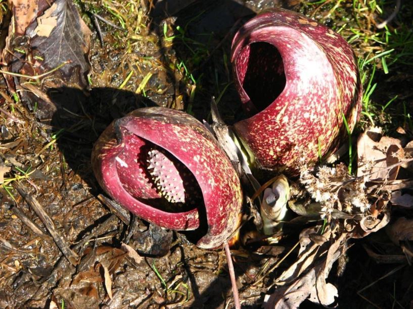 Symplocarpus foetidus - skunk-cabbage