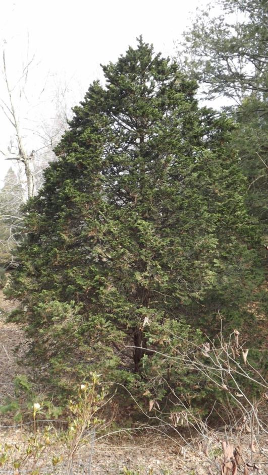 Chamaecyparis obtusa 'Compacta' - compact hinoki false cypress