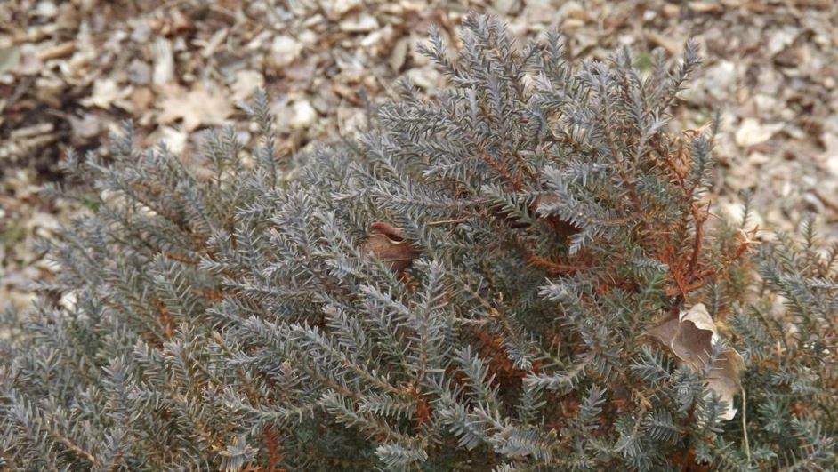 Chamaecyparis obtusa 'Ericoides' - heath-like hinoki false cypress