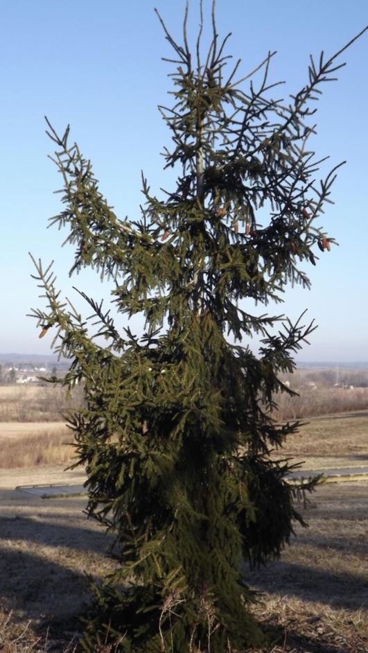 Picea orientalis 'Instar' - Instar oriental spruce