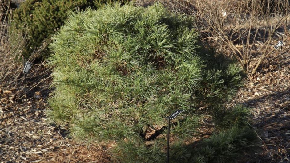 Pinus strobus 'Billow' - Billow eastern white pine