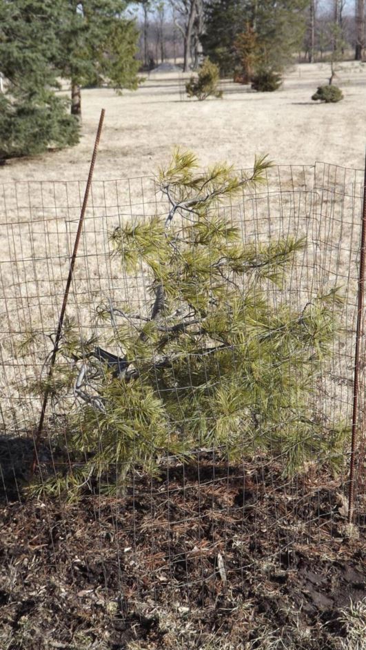 Pinus strobus 'Twisted Weeper' - Twisted Weeper eastern white pine