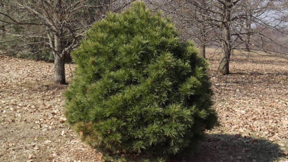Pinus strobus 'Lasting Beauty' - Lasting Beauty eastern white pine