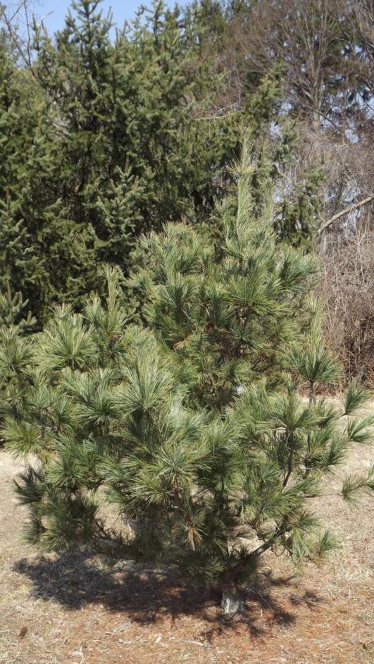 Pinus strobus 'Blue Mist' - Blue Mist eastern white pine