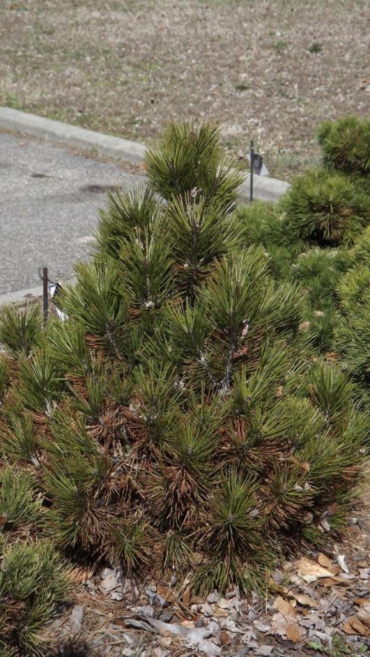 Pinus leucodermis 'Mint Truffle' - Mint Truffle Bosnian pine