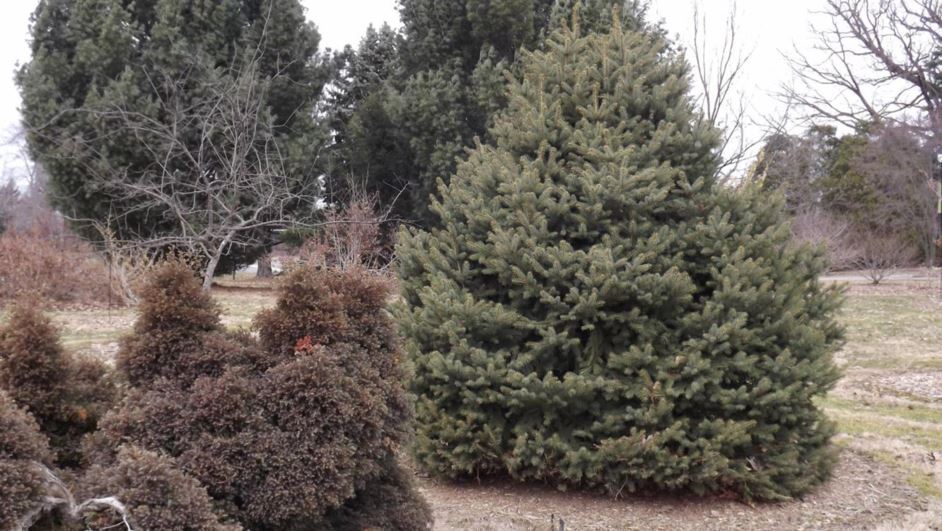 Picea pungens 'Green Spire' - Green Spire Colorado spruce