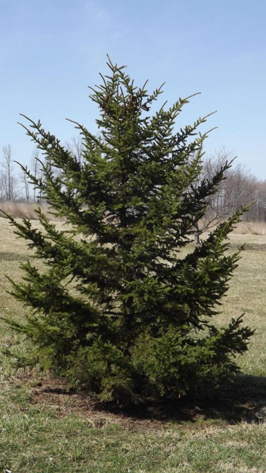 Picea rubens - red spruce