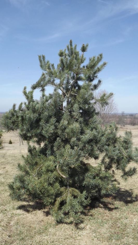 Pinus sylvestris 'Bonna' - Bonna Scots pine