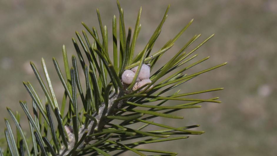 Abies sibirica - Siberian fir