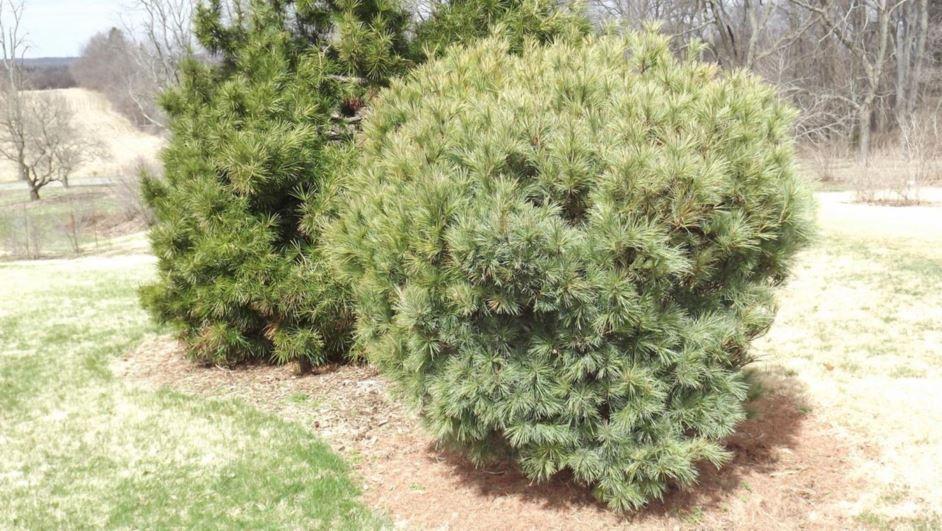 Pinus strobus 'Whetstone' - Whetstone eastern white pine