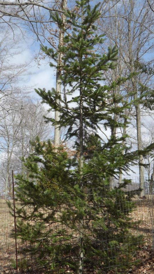 Abies nephrolepis - Khingan fir, Manchurian fir