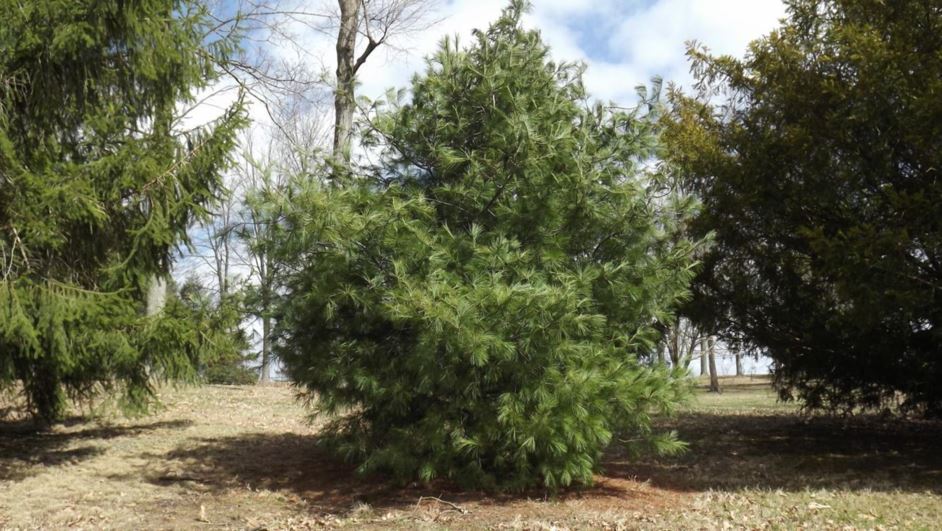 Pinus strobus 'Stonybrook' - Stonybrook eastern white pine